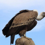 Los fondos buitres aprovechan la liquidación española y son los que más ganan con la crisis