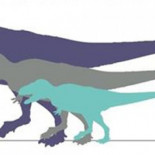 Hallan en el Ártico un diminuto dinosaurio primo del T - Rex