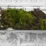 Resucitan a organismo de 1.600 años de antigüedad