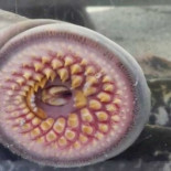 ¿'Typical spanish' o gastronomía repugnante?