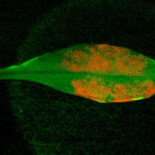 El MIT crea la primera planta biónica con fotosíntesis mejorada