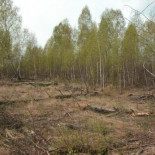El peligro de los bosques incorruptos de Chernobyl