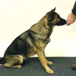 ¿Cómo reaccionan los perros a los trucos de magia?