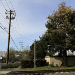 Luchan por proteger una secuoya albina en California