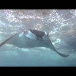 Mantas escupiendo plásticos en un mar de basura