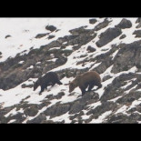 Los osos cantábricos salen de la hibernación en Asturias