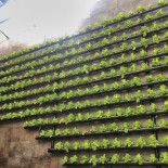 Huertos verticales. La revolución de las lechugas colgantes