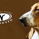 Fabricando gatos vegetarianos