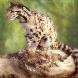 Estas especies se extinguieron en el siglo XXI