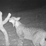 Localizado un nuevo ejemplar de lince ibérico al sur de la provincia de Ciudad Real