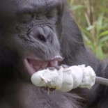 El primate que encendía hogueras para tostarse chuches