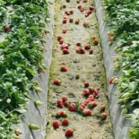 Confirmado: los empresarios freseros de Huelva tiran la fruta para mantener precios