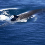 Resuelven misterio de ruidos en profundidades oceánicas