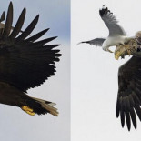 La gaviota que destruyó la Fuerza Aérea de la República de Benín