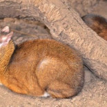 Venado de una especie en peligro de extinción del tamaño de un hamster nacido en un zoo español [ENG]