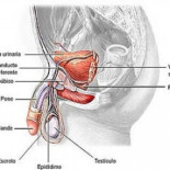 Dolor de testículos por excitación sexual prolongada