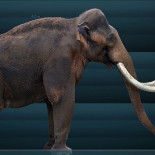 Fósiles "cristianos" en Carolina del Sur