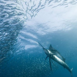 Así caza el depredador más rápido del océano