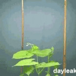 Veinte GIFs que, para variar, te enseñarán algo útil