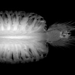 Espectaculares resonancias magnéticas de frutas y verduras [GIF]