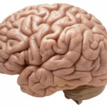 Parece que piensas con el estómago... ¿Acaso nuestro sistema digestivo es un segundo cerebro?