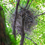 Nidos de cuervo construidos con perchas