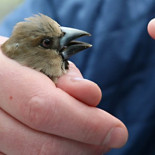 De los pájaros de Chernóbil al origen de los pelirrojos