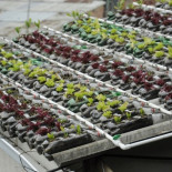 Los techos que dan comida