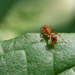 Hormigas y su protocolo de información