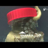 Pulpo abre el bote donde lo han metido (desenrroscando el tapón) (eng)