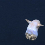 Filmación del pulpo Dumbo