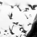 El email mató a las palomas mensajeras