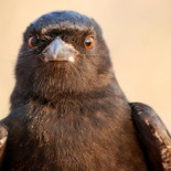 El secreto del pájaro de las “falsas alarmas”