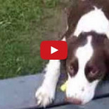 Así es como juega un perro ciego