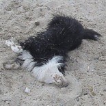 ¿Por qué el perro se restriega en desperdicios?