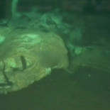 ¿Dónde van cuando mueren los gigantes del mar?