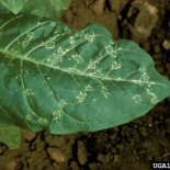 Un virus vegetal posible causa de la desaparición de las abejas por un salto evolutivo de miles de millones de años