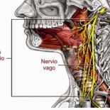 Nervio vago: ¿cómo estimular nuestra válvula de escape emocional?