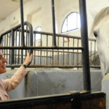 La Policía Municipal de Madrid no cuida a sus caballos, víctimas del abandono y la crisis