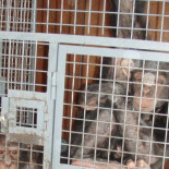 Animales en publicidad: cuando el pánico parece una sonrisa