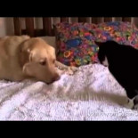 Perros que irritan a gatos con su amistad (ENG)