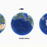 Las ballenas jorobadas llevan siglos sin mezclarse y evolucionando en océanos separados