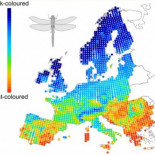 El cambio de color de los insectos traza el mapa del calentamiento global