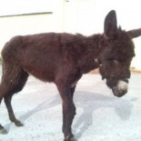 Trasladan al burrito ‘Capitán’ a un refugio para equinos en Sevilla