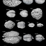 Comparando nuestro cerebro con otras especies
