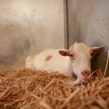 Un refugio animal reúne a una cabra con su amigo burro para quitarle la tristeza