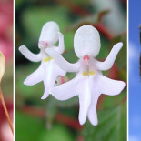 17 flores que parecen otra cosa