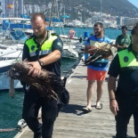 Las gaviotas se convierten en una plaga cada vez más violenta