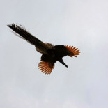 Pavos reales volando