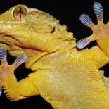 DARPA diseña un tejido para guantes que permite escalar paredes lisas